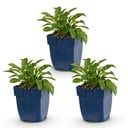 Perennial - Campanula persicifolia - Peach Leaf Bellflower - Bee and Butterfly Attractors - Blue - 3 Plants - Pot 11cm - Height 15-25cm