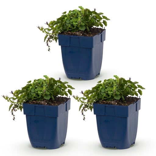 "Perennial - Campanula posch. Stella - Peachleaf Bellflower - Ground Cover - Purple - 3 Plants - Pot 11cm - Height 15-25cm image"