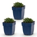 Perennial - Campanula portenschlagiana - Peachleaf Bellflower - Ground Cover - Pink - 3 Plants - Pot 11cm - Height 15-25cm