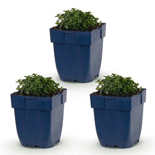 "Perennial - Campanula portenschlagiana - Peachleaf Bellflower - Ground Cover - Pink - 3 Plants - Pot 11cm - Height 15-25cm image"
