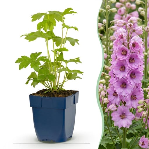 "Rittersporn 'Astolat' 3er-Set (Delphinium) – winterharte Staude, Topf-Ø 11 cm, Höhe ca. 15–25 cm image"