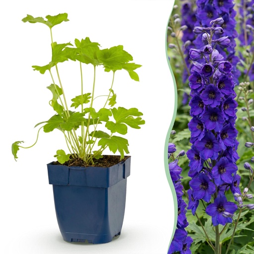 "Perennial - Delphinium (P) Black Knight - Knight's Spur - Bee and Butterfly Attractors - Purple - 3 Plants - Pot 11cm - Height 15-25cm image"