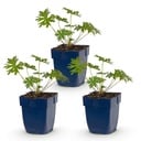 Perennial - Geranium Johnson's Blue - Crane's Bill - Ground Cover - Blue - 3 Plants - Pot 11cm - Height 15-25cm