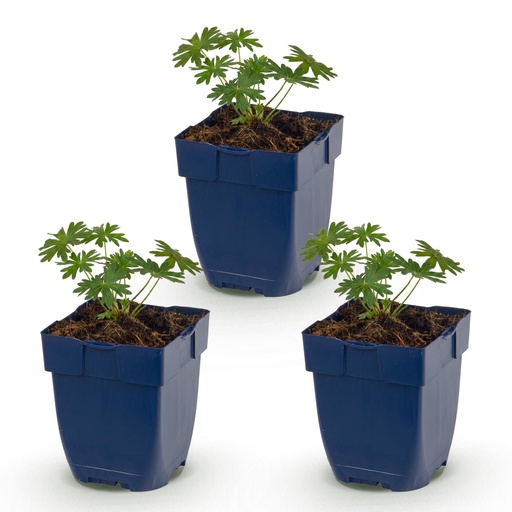 "Perennial - Geranium sang. Album - Crane's-bill - Ground-covering - White - 3 Plants - Pot 11cm - Height 15-25cm image"