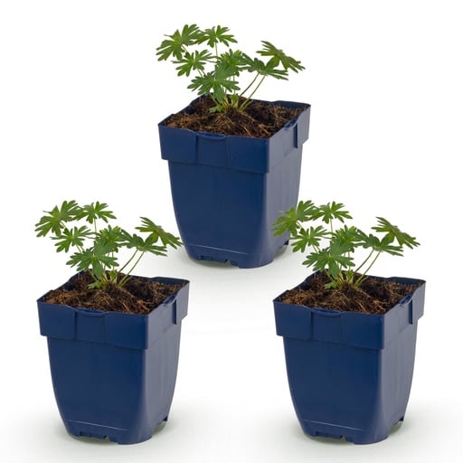 "Perennial - Geranium sang. Album - Crane's-bill - Ground-covering - White - 3 Plants - Pot 11cm - Height 15-25cm image"