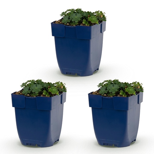 "Perennial - Geranium sang. Max Frei - Cranesbill - Ground Covering - Pink - 3 Plants - Pot 11cm - Height 15-25cm image"