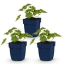 Perennial - Geranium 'Rozanne' - Crane's Bill - Ground Cover - Blue - 3 Plants - Pot 11cm - Height 15-25cm