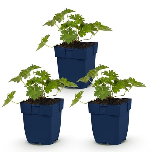 "Perennial - Geranium 'Rozanne' - Crane's Bill - Ground Cover - Blue - 3 Plants - Pot 11cm - Height 15-25cm image"