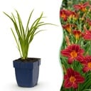 Perennial - Hemerocallis Autumn Red - Daylily - Bee and Butterfly Attractors - Red - 3 Plants - Pot 11cm - Height 15-25cm