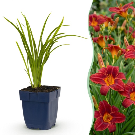 "Perennial - Hemerocallis Autumn Red - Daylily - Bee and Butterfly Attractors - Red - 3 Plants - Pot 11cm - Height 15-25cm image"