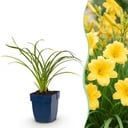 Perennial - Hemerocallis Stella d'Oro - Daylily - Bee and Butterfly Attractors - Yellow - 3 Plants - Pot 11cm - Height 15-25cm