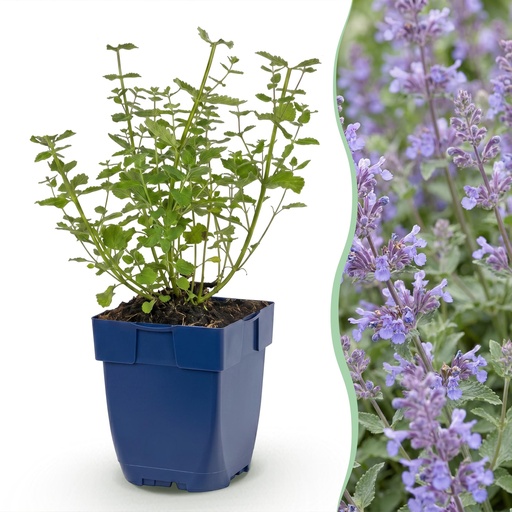 "Perennial - Nepeta faassenii Walker's Low - Catnip - Bee and Butterfly Attractors - Blue - 3 Plants - Pot 11cm - Height 15-25cm image"