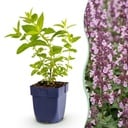 Perennial - Nepeta sib. Wild Orchid - Catnip - Bee and Butterfly Attractors - Pink - 3 Plants - Pot 11cm - Height 15-25cm
