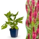 Perennial - Persicaria amplexicaulis - Knotweed - Shade - Red - 3 Plants - Pot 11cm - Height 15-25cm