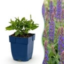 Perennial - Salvia nem. Sense Deepl Blue - Sage - Bee and Butterfly Attractors - Purple - 3 Plants - Pot 11cm - Height 15-25cm