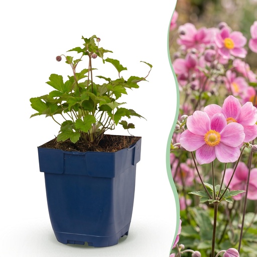 "Perennial - Anemone hup. Splendens - Autumn Anemone - Shade - Dark Pink - 6 Plants - Pot 11cm - Height 15-25cm image"