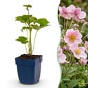 Perennial - Anemone hybr. Kön. Charlotte - Autumn Anemone - Shade - Pink - 6 Plants - Pot 11cm - Height 15-25cm