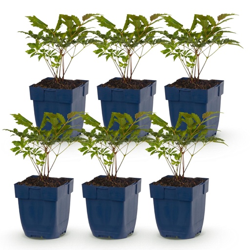 "Perennial - Astilbe (A) Fanal - Plume Spirea - Shade - Red - 6 Plants - Pot 11cm - Height 15-25cm image"