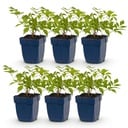 Perennial - Astilbe (J) Deutschland - False Spirea - Shade - White - 6 Plants - Pot 11cm - Height 15-25cm