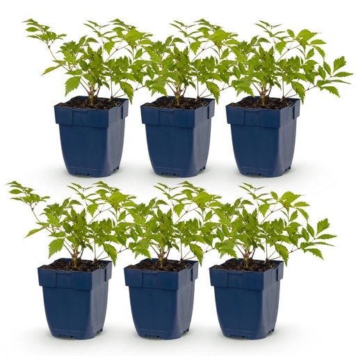 "Perennial - Astilbe (J) Deutschland - False Spirea - Shade - White - 6 Plants - Pot 11cm - Height 15-25cm image"