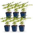 Perennial - Astilbe (J) Europa - Plume Spiraea - Shade - Pink - 6 Plants - Pot 11cm - Height 15-25cm