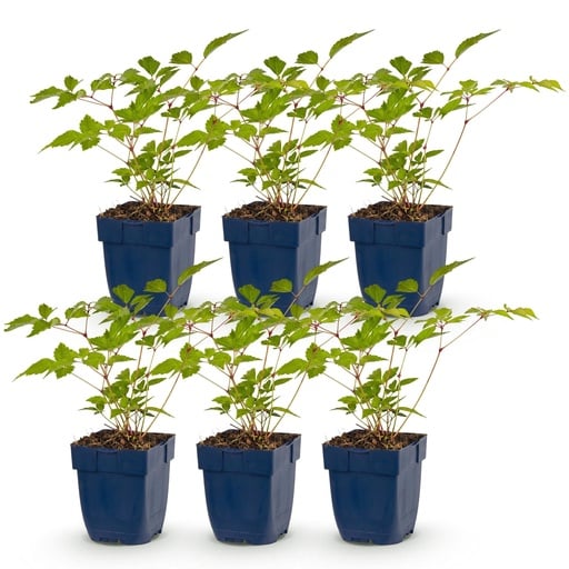 "Perennial - Astilbe (J) Europa - Plume Spiraea - Shade - Pink - 6 Plants - Pot 11cm - Height 15-25cm image"