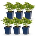 Perennial - Astilbe chin. Pumila - Plume Spirea - Shade - Purple - 6 Plants - Pot 11cm - Height 15-25cm