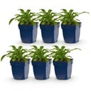 Perennial - Campanula pers. Alba - Peach Leaf Bellflower - Bee and Butterfly Attractor - White - 6 Plants - Pot 11cm - Height 15-25cm