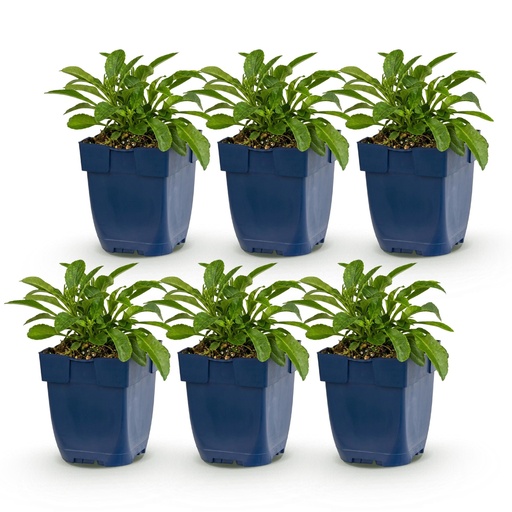 "Perennial - Campanula persicifolia - Peach Leaf Bellflower - Bee and Butterfly Attractors - Blue - 6 Plants - Pot 11cm - Height 15-25cm image"