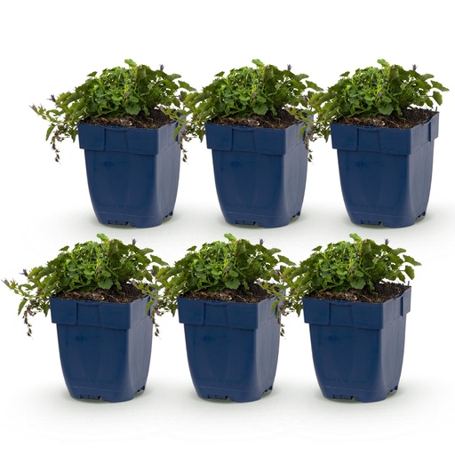 "Perennial - Campanula posch. Stella - Peachleaf Bellflower - Ground Cover - Purple - 6 Plants - Pot 11cm - Height 15-25cm image"