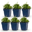 Perennial - Campanula posch. Lisduggan Variety - Bellflower - Ground Cover - White - 6 Plants - Pot 11cm - Height 15-25cm