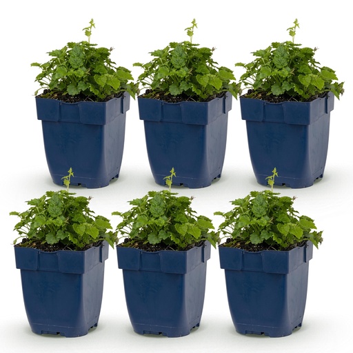 "Perennial - Campanula posch. Lisduggan Variety - Bellflower - Ground Cover - White - 6 Plants - Pot 11cm - Height 15-25cm image"