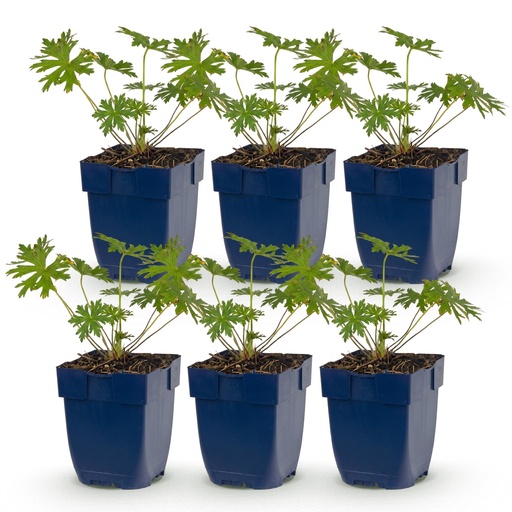 "Perennial - Geranium Johnson's Blue - Cranesbill - Ground Covering - Blue - 6 Plants - Pot 11cm - Height 15-25cm image"