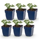 Perennial - Geranium sang. Album - Crane's Bill - Ground Covering - White - 6 Plants - Pot 11cm - Height 15-25cm