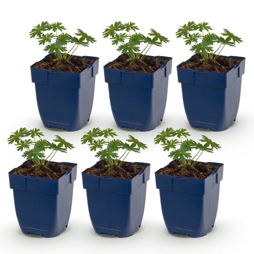 "Perennial - Geranium sang. Album - Crane's Bill - Ground Covering - White - 6 Plants - Pot 11cm - Height 15-25cm image"