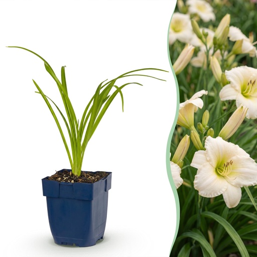 "Perennial - Hemerocallis Arctic Snow - Daylily - Bee and Butterfly Attractors - Cream - 6 Plants - Pot 11cm - Height 15-25cm image"