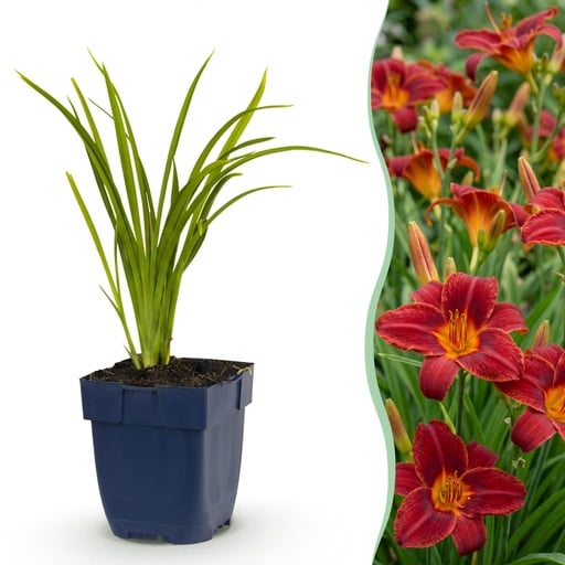 "Perennial - Hemerocallis Autumn Red - Daylily - Bee and Butterfly Attractors - Red - 6 Plants - Pot 11cm - Height 15-25cm image"