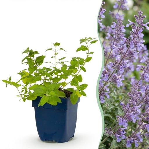 "Perennial - Nepeta faassenii Walker's Low - Catmint - Bee and Butterfly Attractors - Blue - 6 Plants - Pot 11cm - Height 15-25cm image"