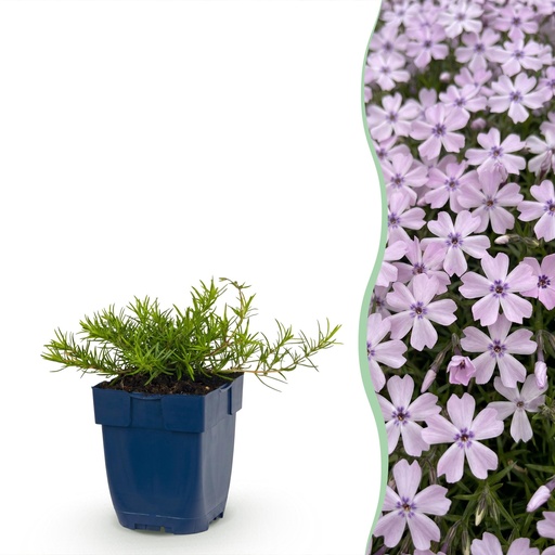 "Perennial - Phlox Benita - Flame Flower - Ground Cover - Blue - 6 Plants - Pot 11cm - Height 15-25cm image"