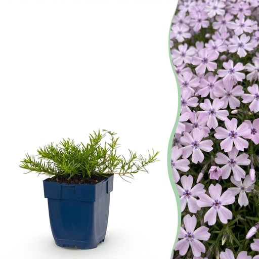 "Peperoni (Perennial) – winterharte Fruchtpflanze, Höhe ca. 11 cm image"