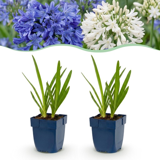 "Perennial - Agapanthus Duo - African Lily - Bee and Butterfly Attractors - Blue - White - 6 Plants - Pot 11cm - Height 15-25cm image"