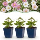 Perennial - Anemone Tricolour - Autumn Anemone - Shade - Dark Pink - Pink - White - 6 Plants - Pot 11cm - Height 15-25cm