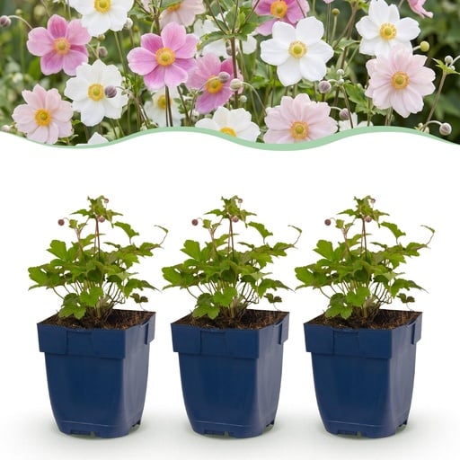 "Perennial - Anemone Tricolour - Autumn Anemone - Shade - Dark Pink - Pink - White - 6 Plants - Pot 11cm - Height 15-25cm image"