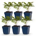 Perennial - Astilbe Tricolour - Plume Spirea - Shade - Purple - Pink - White - 6 Plants - Pot 11cm - Height 15-25cm