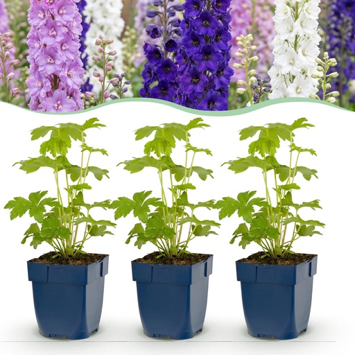 "Perennial - Delphinium Tricolour - Larkspur - Bee and butterfly attractors - Purple - Pink - White - 6 Plants - Pot 11cm - Height 15-25cm image"