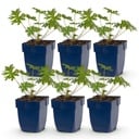 Perennial - Geranium Tricolour - Crane's Bill - Ground Cover - Purple - Pink - White - 6 Plants - Pot 11cm - Height 15-25cm