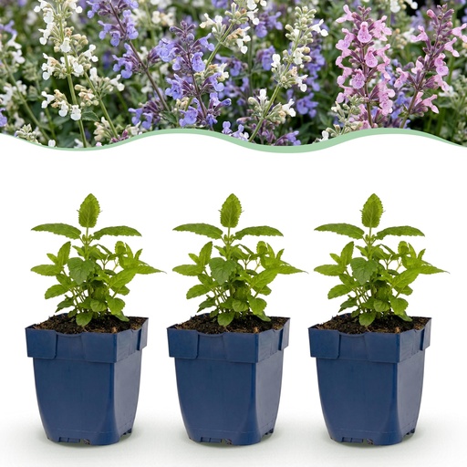 "Perennial - Nepeta Tricolour - Catnip - Bee and butterfly attractors - Purple - Pink - White - 6 Plants - Pot 11cm - Height 15-25cm image"