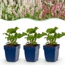Perennial - Persicaria Tricolour - Knotweed - Shade - Red - Pink - White - 6 Plants - Pot 11cm - Height 15-25cm