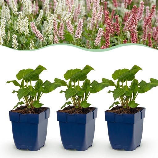 "Perennial - Persicaria Tricolour - Knotweed - Shade - Red - Pink - White - 6 Plants - Pot 11cm - Height 15-25cm image"