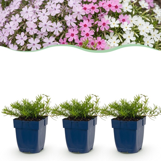 "Perennial - Phlox Tricolour - Flame Flower - Ground Cover - Purple - Pink - White - 6 Plants - Pot 11cm - Height 15-25cm image"
